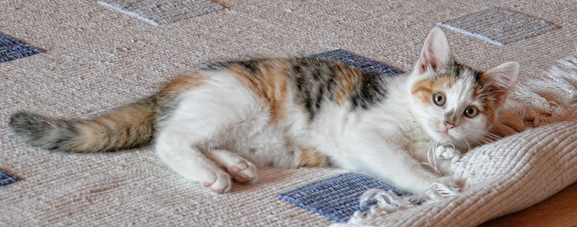 Cat on carpet|enzymatic solution1-min|Pre-treatment of the concrete floor-min|Treating the concrete floor-min